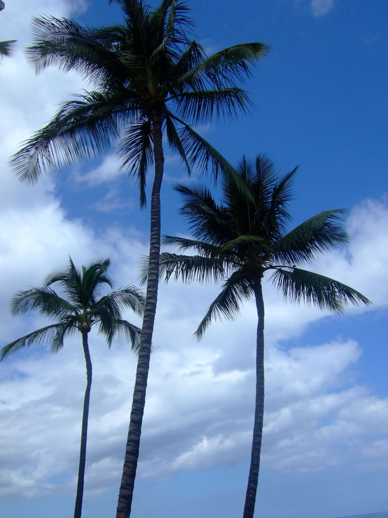Maui Palm Trees