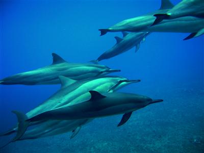 maui wild dolphins