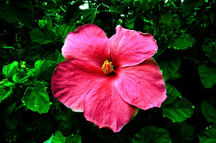 Maui Hibiscus Flower