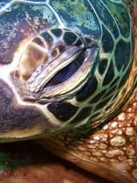 Maui Green Sea turtle